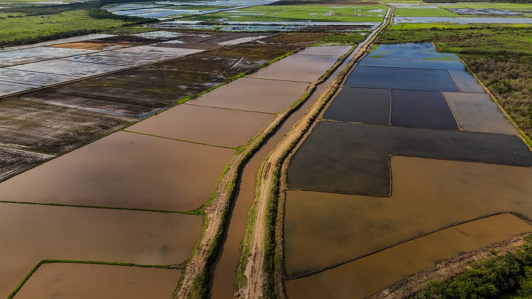 Soja liderou expansão da agropecuária gaúcha após enchentes