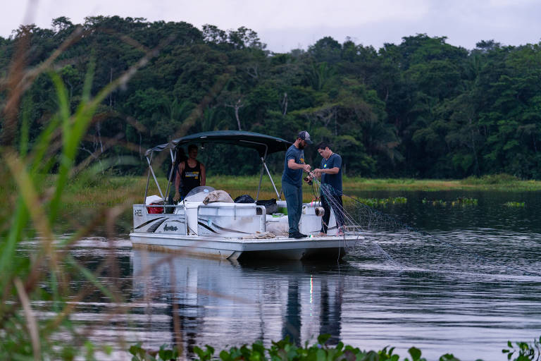 Philip Sánchez e Víctor Bravo, cientistas do Instituto Smithsonian de Pesquisas Tropicais, coletam redes no lago Gatún em Colón, Panamá
