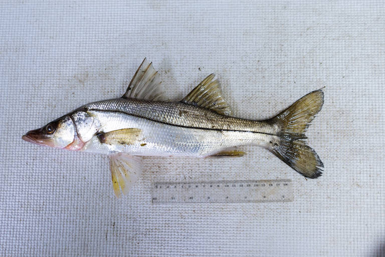 Um robalo, espécie marinha que foi pega no lago, sendo medida no laboratório, no Panamá
