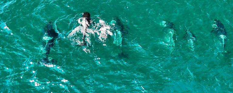 A imagem ssete orcas uma lado lado da outra. A água é de um tom verde claro e há várias ondas visíveis. A cena é vista de cima.