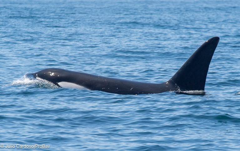 A imagem mostra uma orca nadando na superfície do oceano. A orca é predominantemente preta com uma mancha branca na parte superior do corpo e uma barbatana dorsal alta e triangular. O fundo é composto por água azul clara.