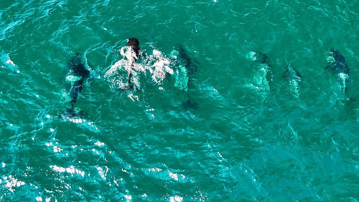 Avistamento de orcas no litoral brasileiro se torna mais frequente; veja vídeos