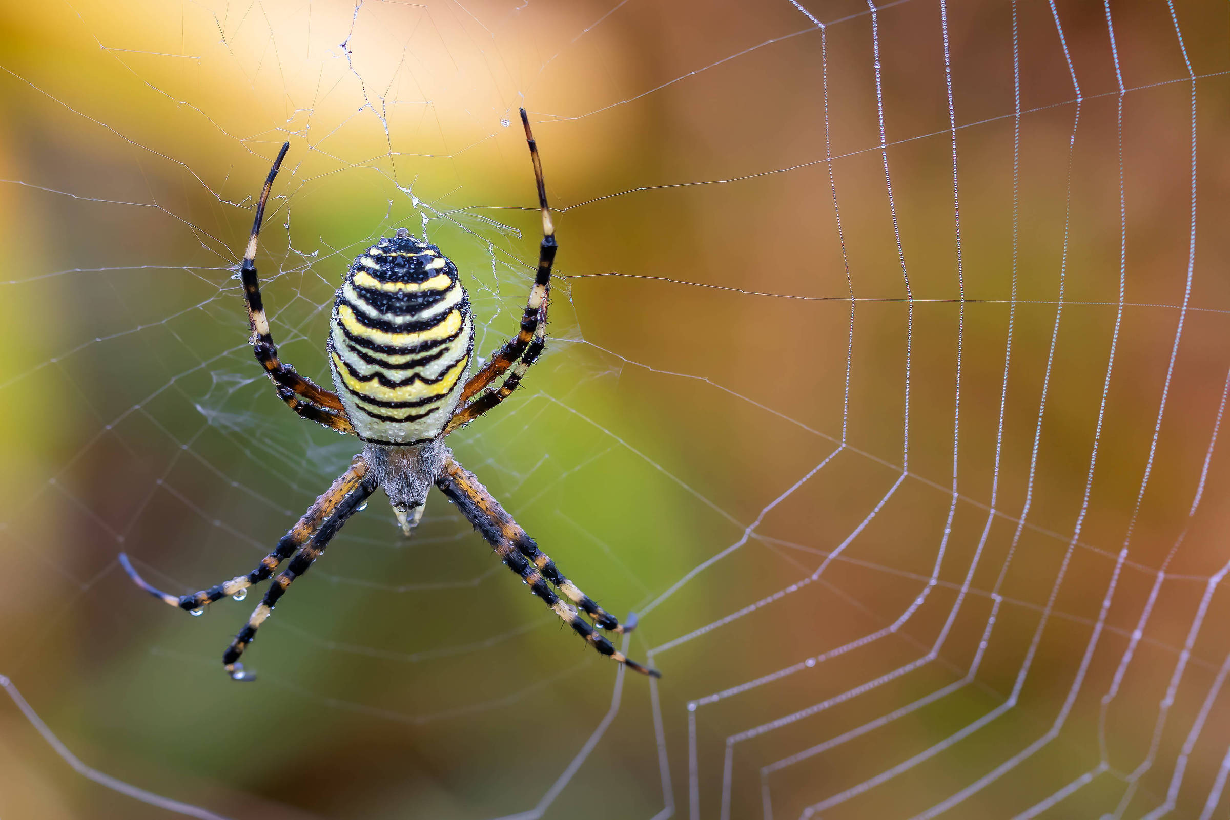 Aranhas sentem pelas patas 'perfume' emitido por fêmeas para atrair parceiros