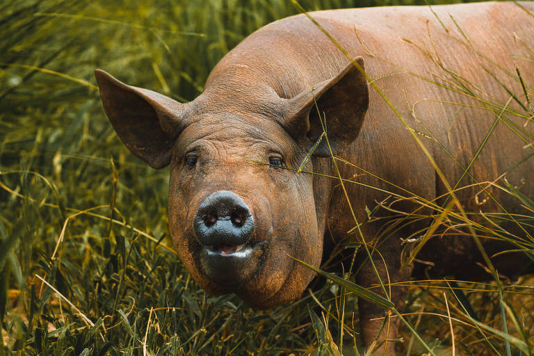 A imagem mostra um porco de cor clara， com um focinho proeminente， em um campo com grama alta ao redor. O porco está olhando diretamente para a câmera， com um fundo de vegetação verde.