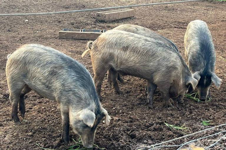 A imagem mostra um grupo de porcos em um cercado de terra batida. Os porcos estão se alimentando e cavando no chão. Ao fundo， há uma cerca e vegetação ao redor.