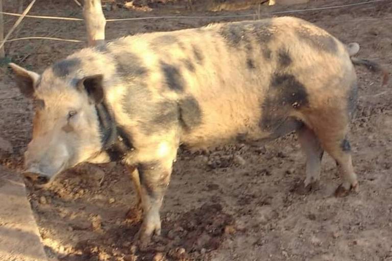 A imagem mostra um porco de pelagem clara com manchas escuras， em um ambiente rural. O porco está em um terreno de terra batida， cercado por vegetação e uma cerca ao fundo. A luz do sol ilumina a cena， criando sombras no corpo do animal.