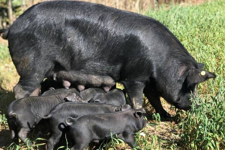 A imagem mostra um porco preto adulto e alguns porquinhos pretos em um campo verde. O porco adulto está em pé， enquanto os porquinhos estão próximos ao chão， aparentemente se alimentando. Ao fundo， há vegetação e árvores.