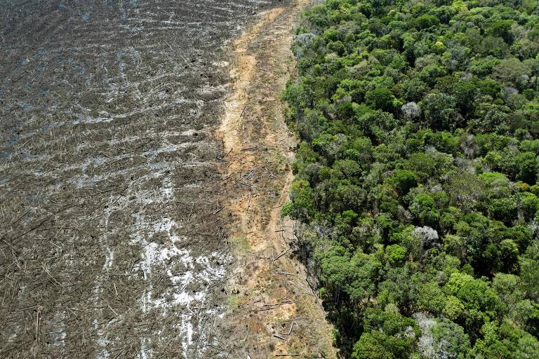 Imagem mostra à esquerda uma área desmatada， e à direita o início de uma floresta verde