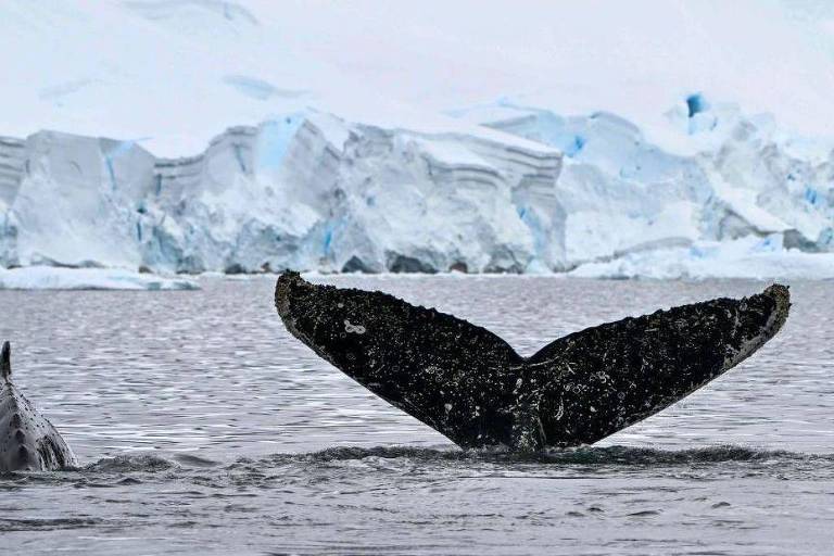 Foto mostra um rabo preto de uma baleia para fora da água， e uma geleira ao fundo