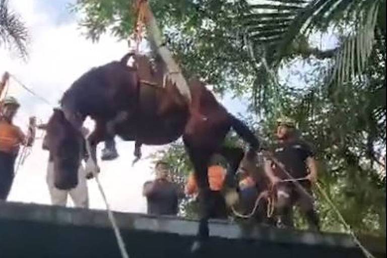 A imagem mostra um grupo de pessoas em um telhado， tentando resgatar um animal grande， possivelmente um cavalo， que está sendo içado por um guindaste. O céu está claro e há árvores ao redor， sugerindo um ambiente natural. Algumas pessoas estão segurando cordas e outras observam o resgate