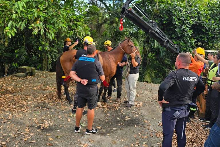 Um grupo de pessoas está reunido em uma área com um cavalo e copas de árvores ao fundo.. Algumas pessoas estão usando capacetes de segurança e outras estão vestindo roupas casuais. Ao fundo， há árvores verdes e um equipamento de trabalho visível. O ambiente parece ser um local de trabalho ao ar livre.