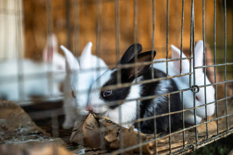  A foto mostra vários coelhos em uma gaiola. Eles são brancos e pretos, com o fundo desfocado. Alguns coelhos estão se movendo, e outros estão comendo ou olhando diretamente para a câmera, com a estrutura metálica da gaiola em destaque.