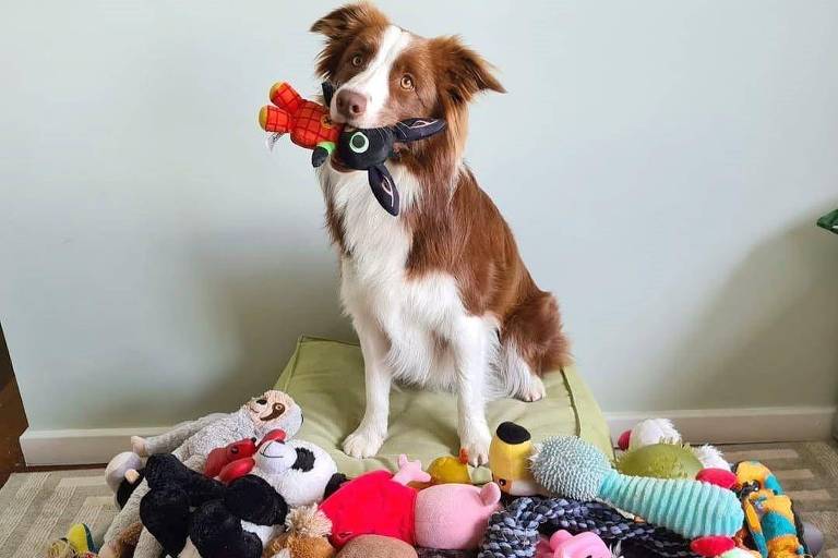 Gaia， uma Border Collie branca com manchas marrons， está sentada com um brinquedo na boca. Ao redor dela， há vários brinquedos espalhados