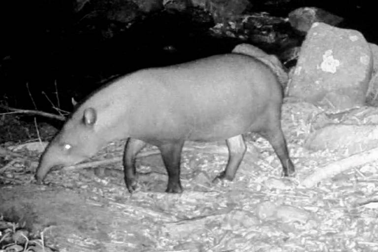 A imagem mostra um animal de corpo robusto e pernas curtas， caminhando sobre um terreno irregular. O ambiente é escuro， e a imagem é em preto e branco， destacando a forma do animal e algumas pedras ao fundo.