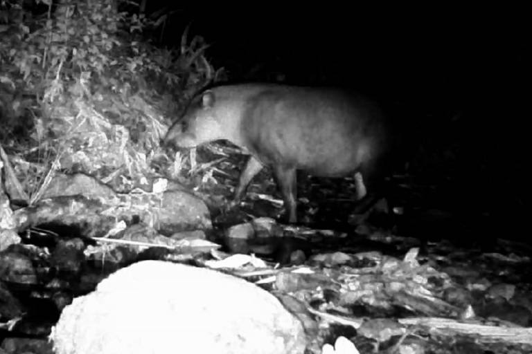 A imagem mostra um animal de corpo robusto e pernas curtas， caminhando sobre um terreno irregular. O ambiente é escuro， e a imagem é em preto e branco， destacando a forma do animal e algumas pedras ao fundo.