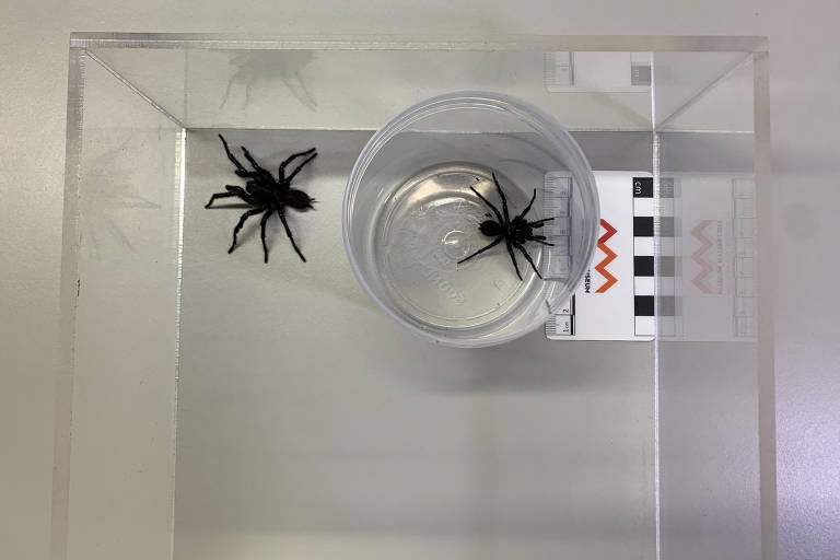 Espécie mais venenosa de aranha-teia-de-funil é descoberta na Austrália