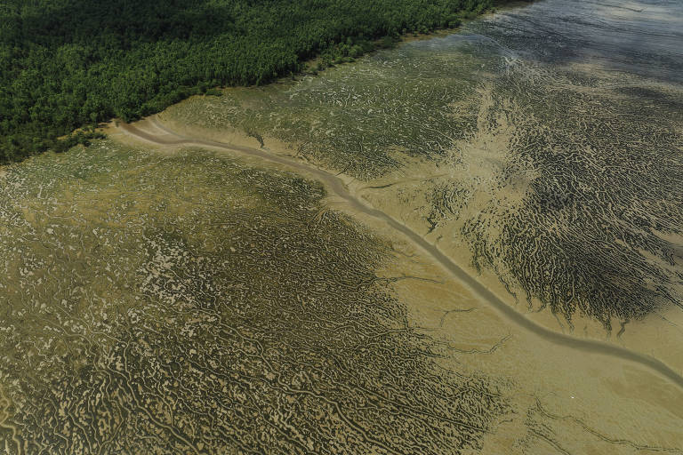 Área de mangue vista de cima