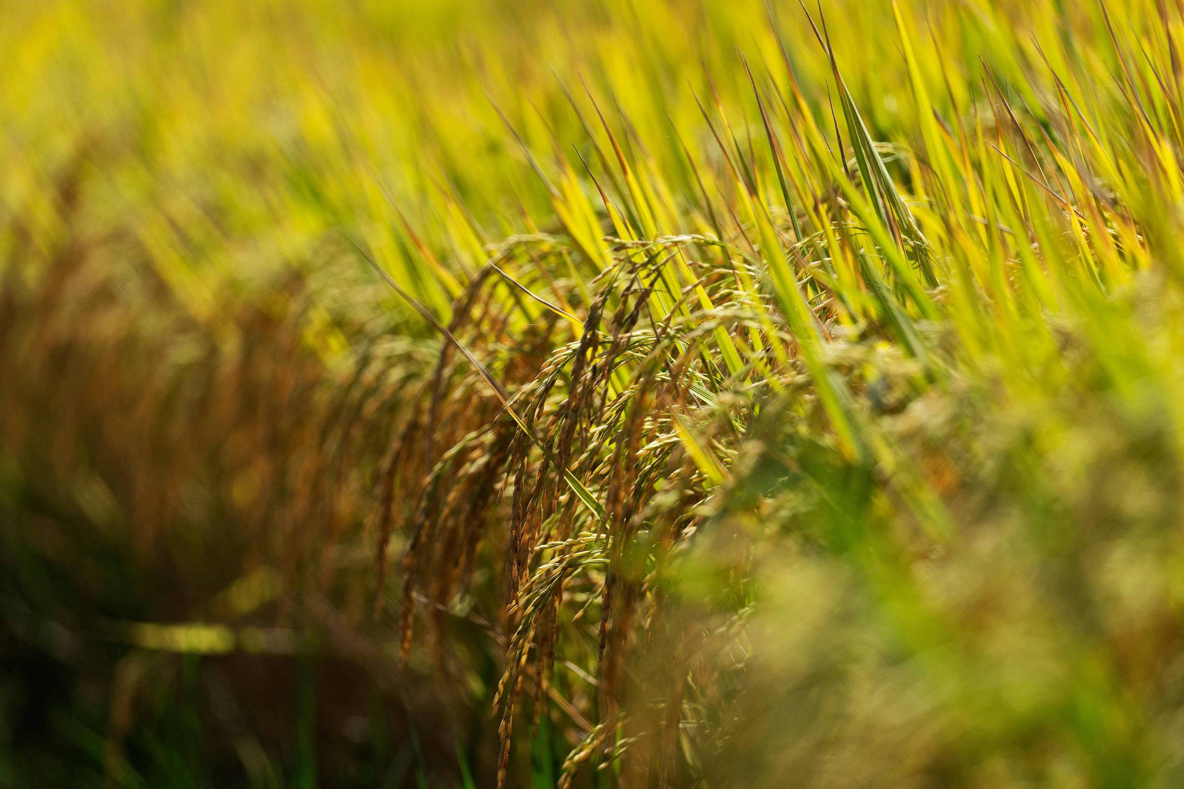 2025 inicia com previsão de estoques maiores de produtos básicos