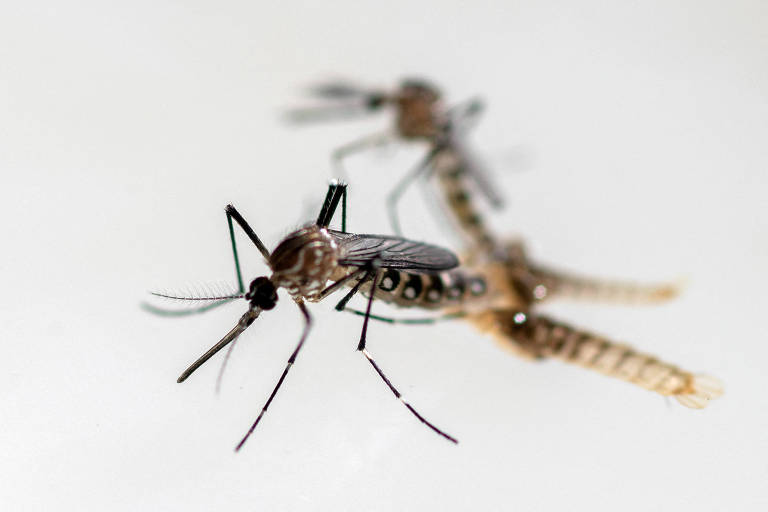 Aedes aegypti， mosquito transmissor da  dengue， zika e chikungunya