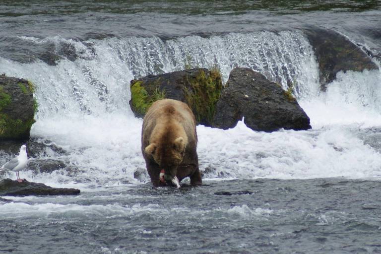 Foto mostra urso pescando salmão em um rio
