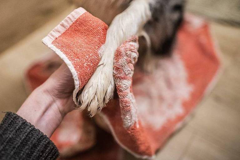 A imagem mostra uma mão segurando uma toalha laranja， enquanto uma pata de cachorro é envolvida pela toalha. O fundo é desfocado， mas parece ser um ambiente interno com piso de madeira.
