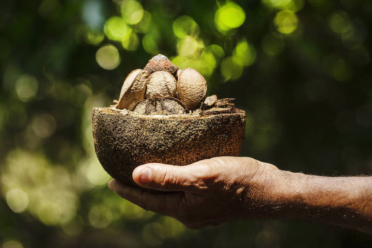 Mão segura castanhas