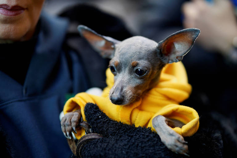 Chamar cachorro de filho é a coisa mais ridícula que existe