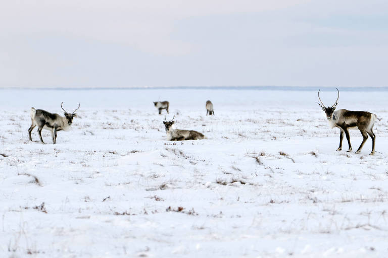 Caribus， animais semelhantes a renas， em uma planicíe coberta de gelo e neve