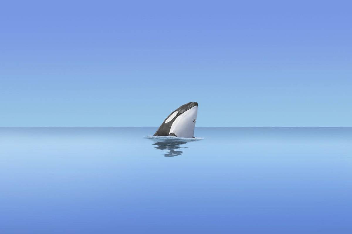 Podcast 'The Good Whale' faz resgate sensível da orca que o mundo desejou salvar