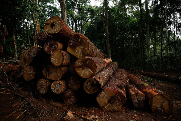 Toras empilhadas em área de floresta