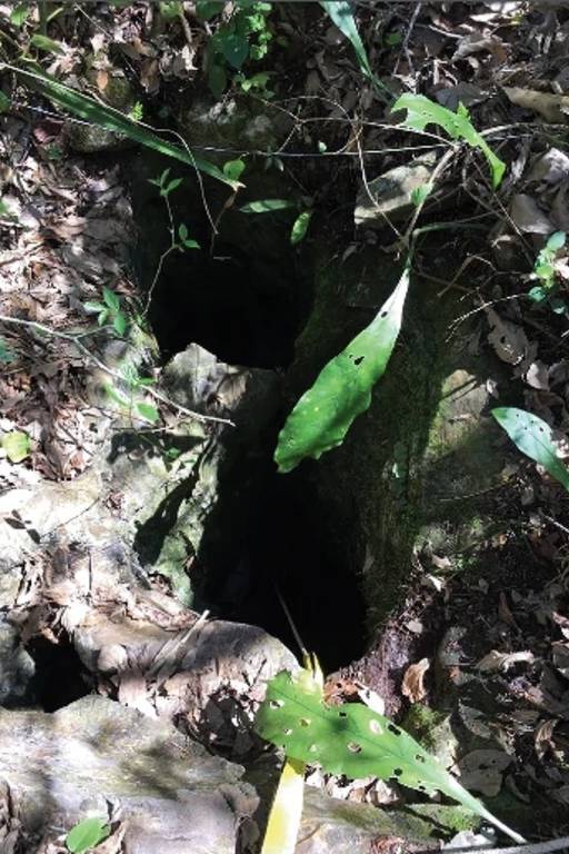 A imagem mostra buraco escuro no solo de uma floresta, cercados por folhas secas e vegetação verde. A luz do sol incide sobre a cena, destacando as folhas e a textura do solo ao redor dos buracos.