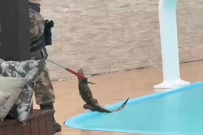 A imagem mostra um jacaré sendo resgatado por um policial. O animal estava na piscina de uma casa após as fortes chuvas em Florianópolis. 