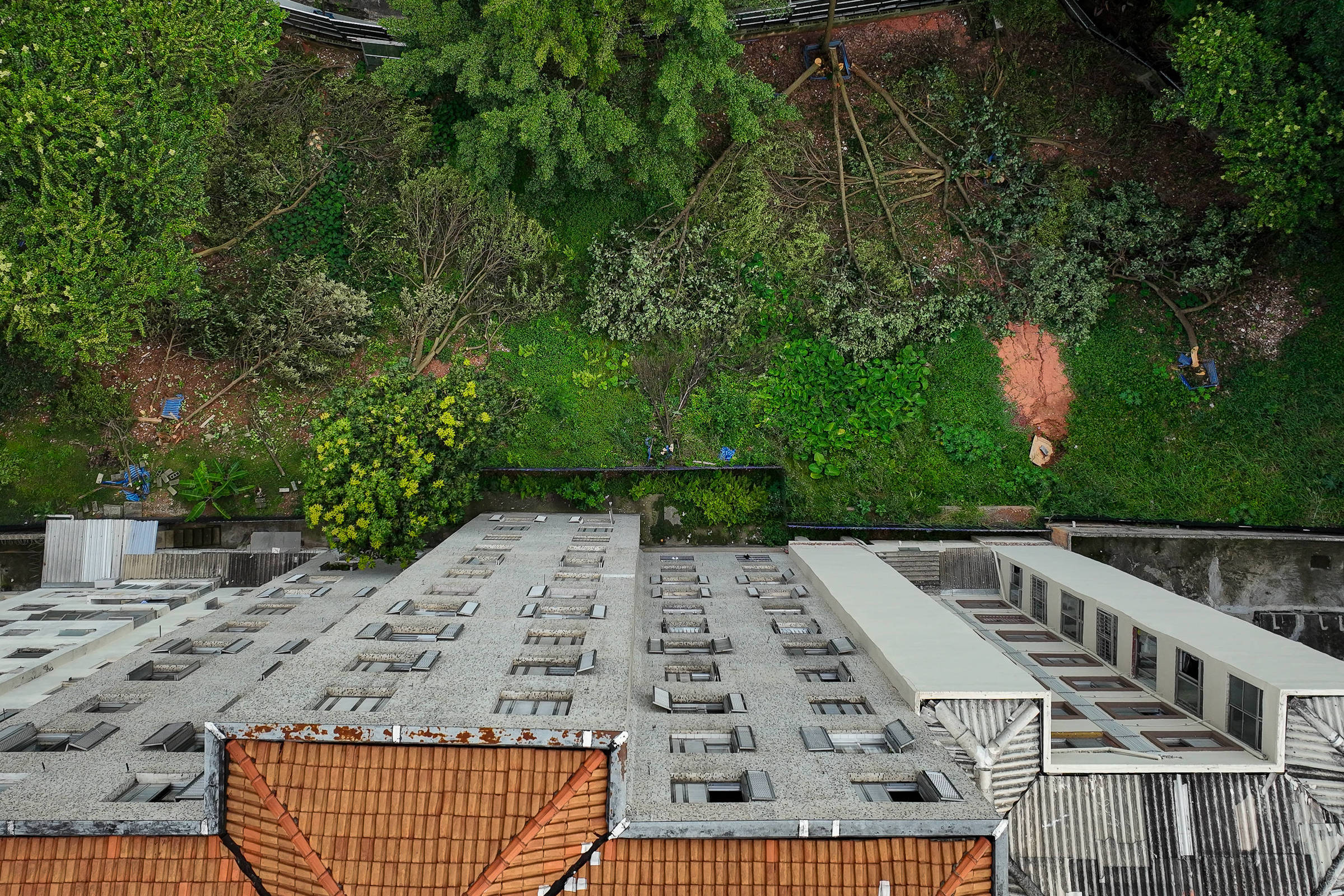 Moradores reclamam de derrubada de bosque com 100 árvores para dar lugar a prédio em Perdizes