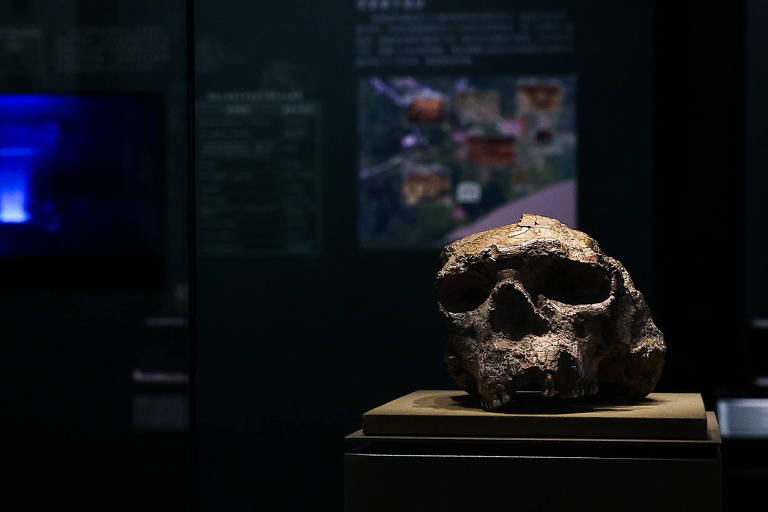 A imagem mostra crânio fóssil em exibição em um museu. O crânio está posicionado em pedestal iluminado， com um fundo escuro que destaca os detalhes do fóssil. Ao fundo， há uma vitrine com outros artefatos e uma silhueta de uma pessoa que parece estar observando a exposição.