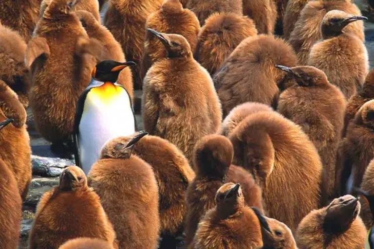 A imagem mostra um grupo denso de pinguins, predominantemente filhotes com plumagem marrom. No centro, destaca-se um pinguim adulto com plumagem preta e branca, apresentando um toque de laranja na parte superior do peito. Os filhotes estão em várias posições, alguns com o pescoço esticado e outros com a cabeça baixa.