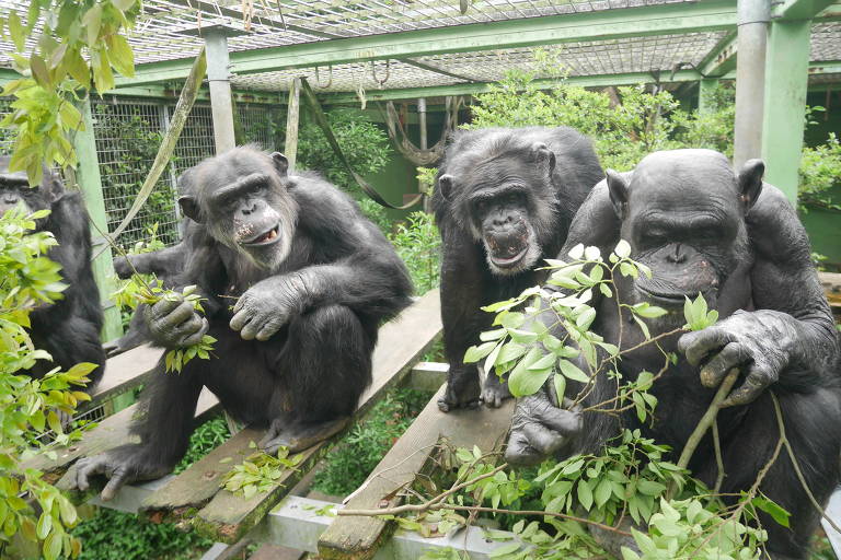 A imagem mostra três chimpanzés sentados em um ambiente com vegetação densa. Eles estão em uma área com estruturas de madeira e cercas， cercados por folhas verdes. Os chimpanzés parecem estar interagindo entre si， com um deles segurando folhas.