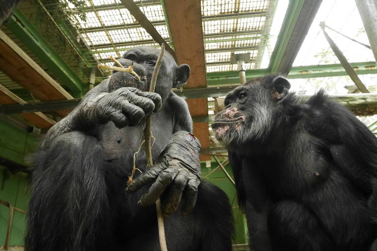 A imagem mostra dois chimpanzés em um ambiente de cativeiro. Um dos chimpanzés está segurando um pedaço de madeira ou galho， enquanto o outro observa. O fundo é uma estrutura de metal e vidro， com iluminação natural entrando. O chão é coberto por uma superfície que parece ser de cimento.