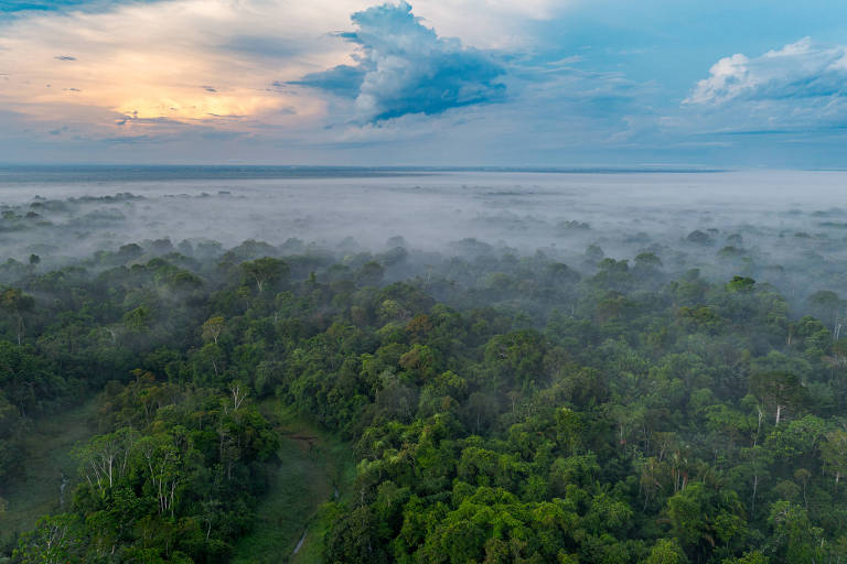 Imagem aérea da Floresta Amazônica， mostrando uma vasta área de vegetação densa coberta por uma leve neblina. O céu apresenta nuvens e um tom de azul， com um pôr do sol visível ao fundo， criando um contraste com a vegetação verde.