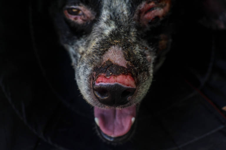 A imagem mostra um close do rosto de um cão com pelagem preta e manchas brancas. O cão apresenta lesões visíveis ao redor do nariz e dos olhos， com a boca aberta， mostrando a língua. O fundo da imagem é escuro， destacando o rosto do animal.
