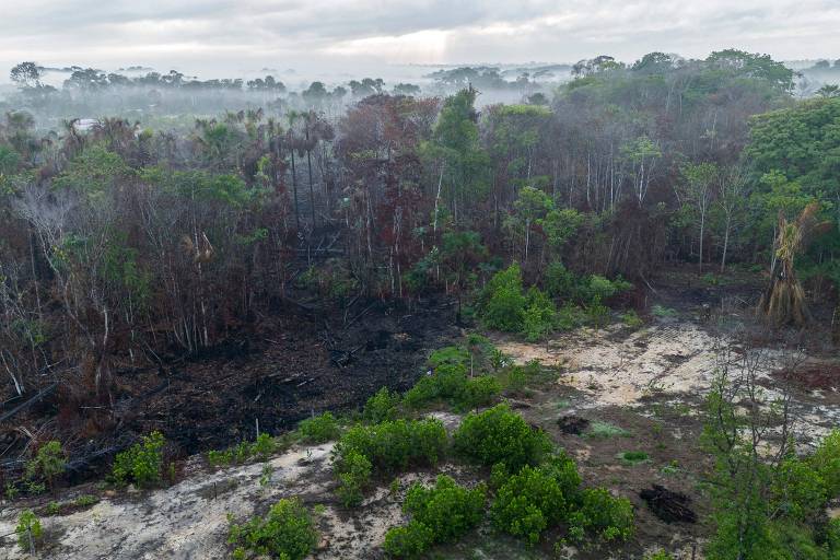 A imagem mostra uma área da Floresta Amazônica com árvores queimadas e uma vegetação densa ao redor. O céu está nublado， e há sinais de fumaça no ar. O solo apresenta áreas desmatadas e algumas plantas verdes ainda visíveis.