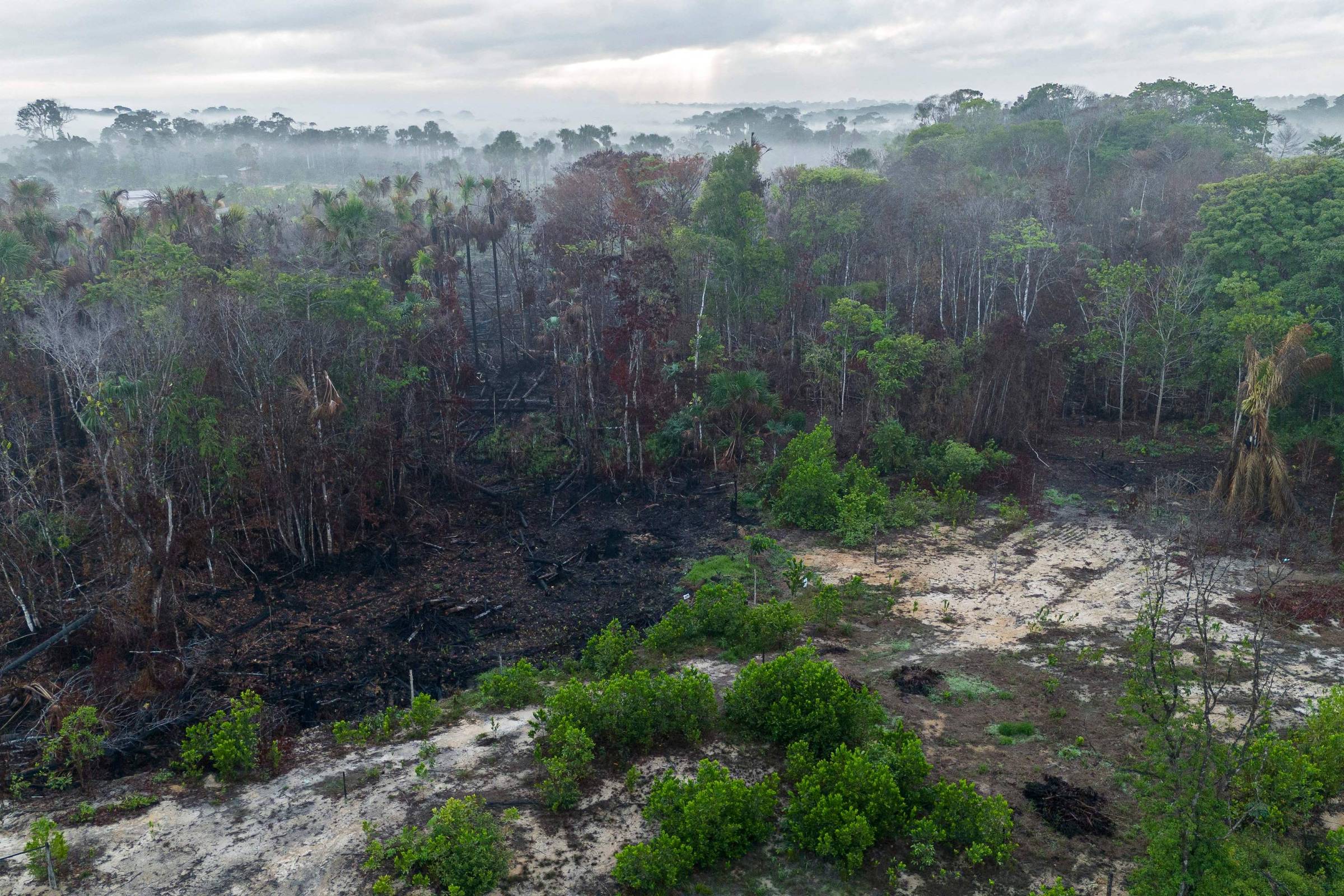 Investidor dos mercados de carbono lança plano de proteção da amazônia de US$ 1,5 bi