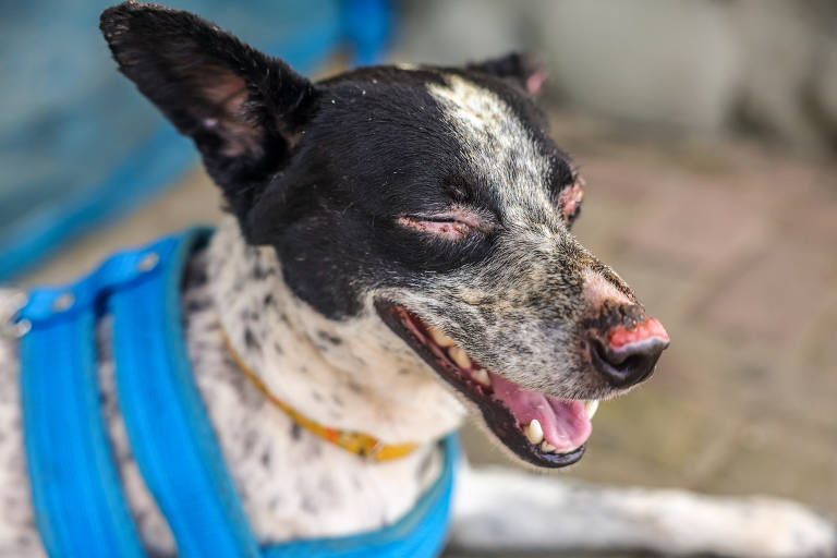 Um cachorro preto e branco usando um colar elizabetano. O animal parece estar sorrindo, apesar de ter ferimentos visíveis no rosto, incluindo um olho machucado. O fundo da imagem apresenta uma parede com uma pintura de flores.