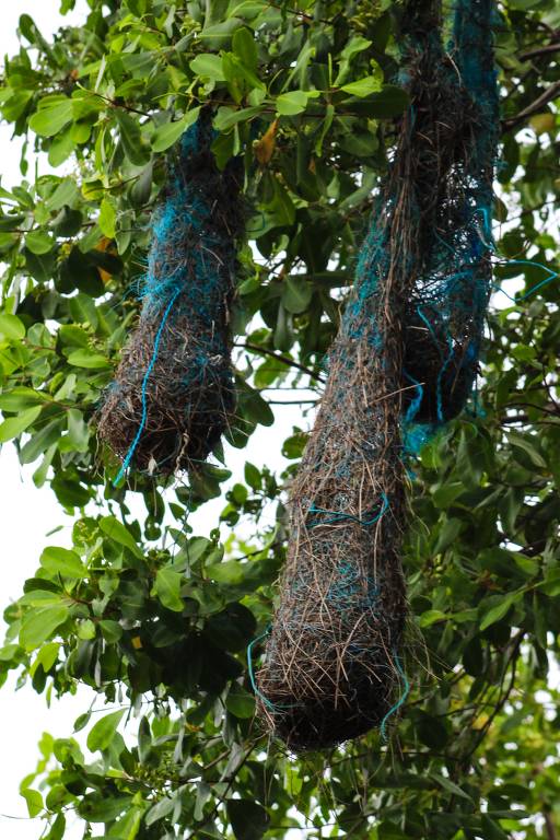 A imagem mostra dois ninhos pendurados em uma árvore. Os ninhos são feitos de galhos e possuem fios azuis entrelaçados. Ao fundo, há folhas verdes da árvore, e o céu está claro.