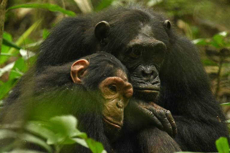 A imagem mostra dois chimpanzés em um ambiente de floresta densa. Um chimpanzé adulto está abraçando um filhote， que parece estar relaxado e confortável. A vegetação ao redor é verde e abundante， criando um cenário natural.