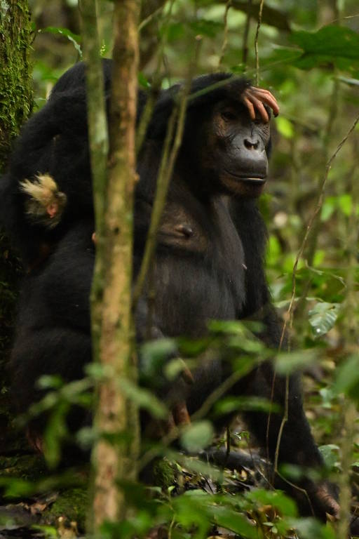 Beryl e sua filha vivem e no Parque Nacional de Kibale, em Uganda