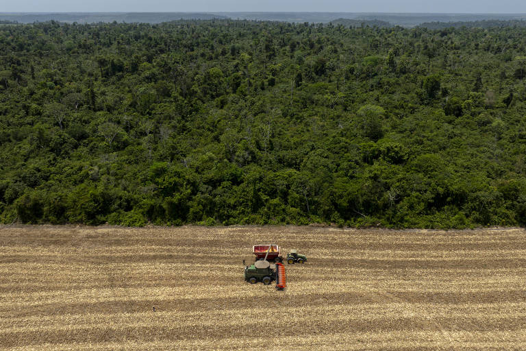 Colheita de milho na fazenda Maria Julia， na cidade de Paragominas， no sul do Pará