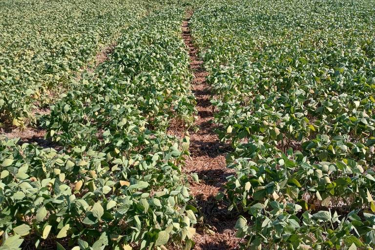 Imagem mostra plantação de soja da família do agricultor Fábio André Jacoboski， que é afetada pela estiagem na região de Ijuí， no interior do Rio Grande do Sul.