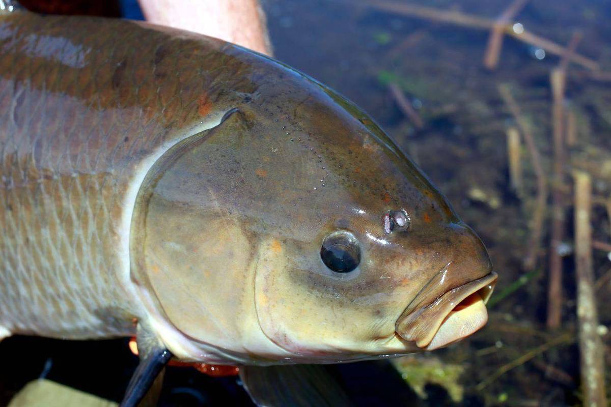 O peixe que vive mais de cem anos e não parece envelhecer