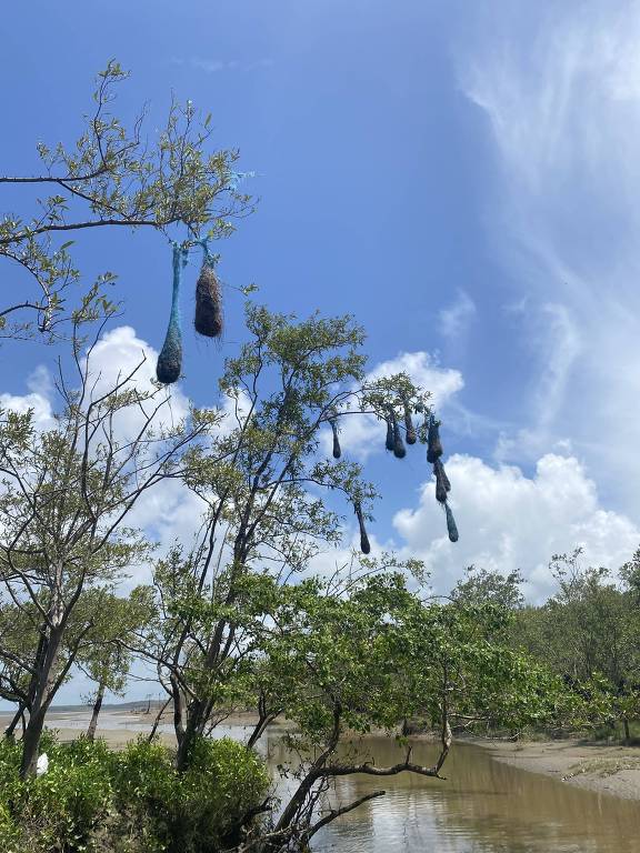 A imagem mostra uma árvore com várias ninhos feitos de fibra de plástico, penduradas em seus galhos. O céu está claro, com algumas nuvens brancas, e ao fundo é possível ver um corpo d'água. A vegetação ao redor é verde e densa, e a água reflete a luz do sol.