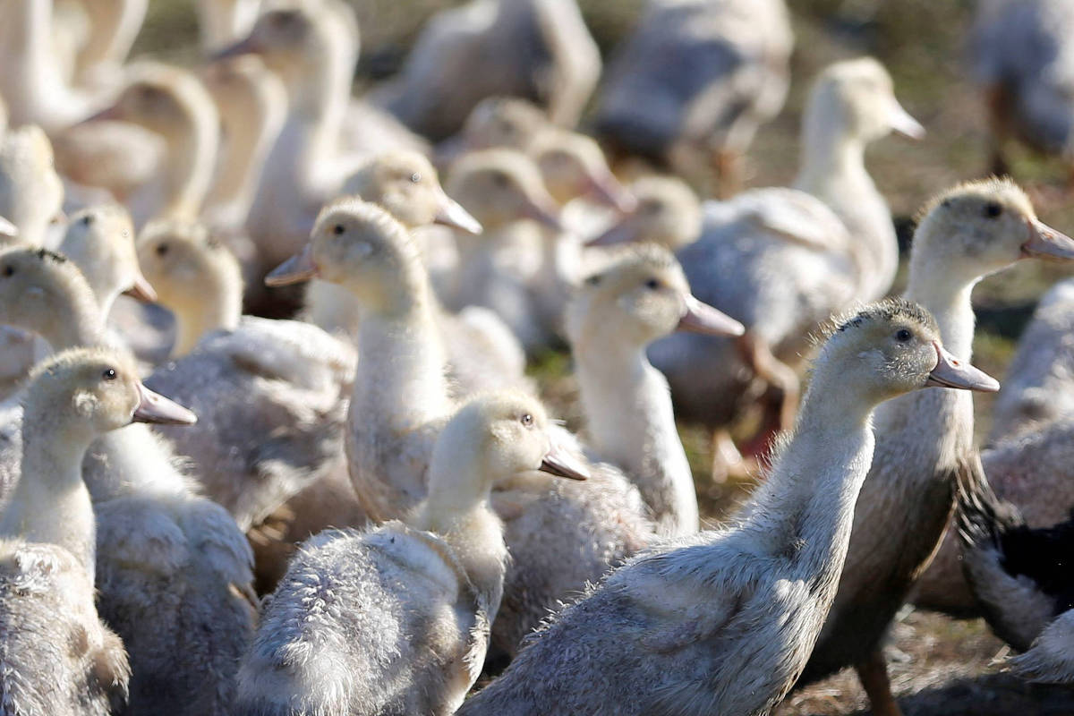 Surto de gripe aviária é identificado pela primeira vez nos EUA, e 120 mil patos são sacrificados